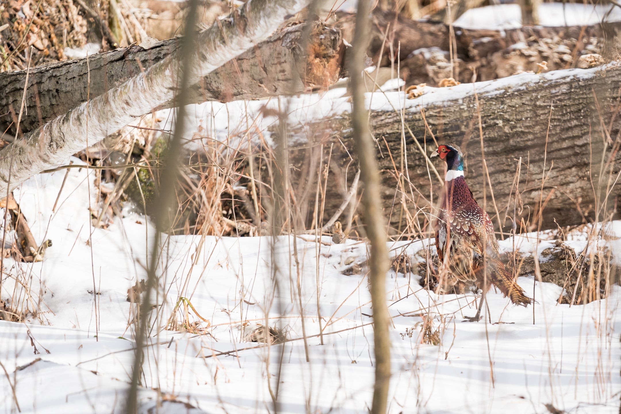 LAYERING FOR THE LATE UPLAND HUNTING SEASON
