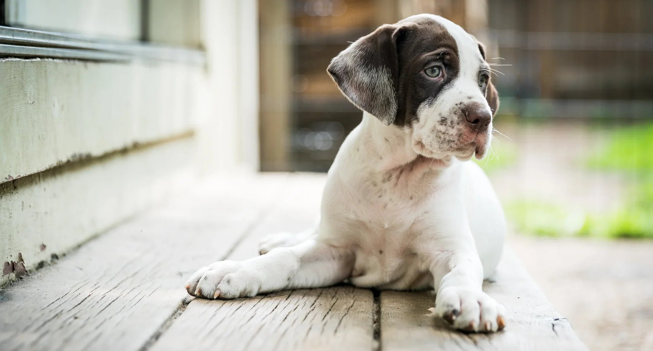 english pointer puppy resting on wooden deck