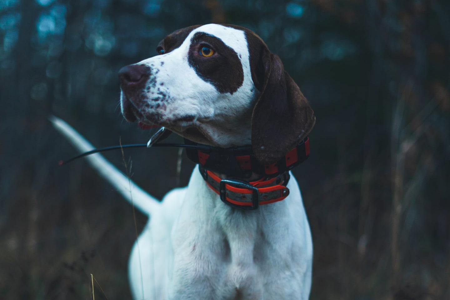Preparing Your Dog For Hunting Season