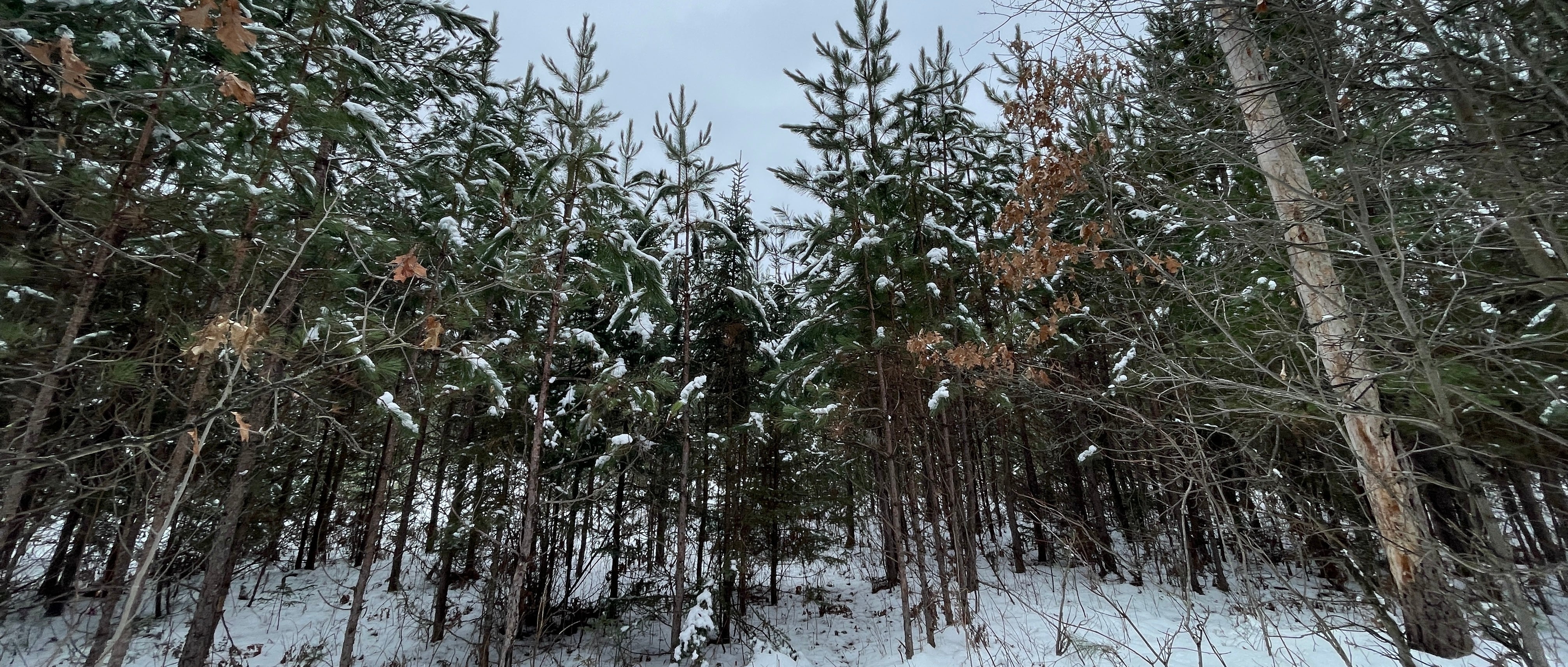 tips for finding late season ruffed grouse