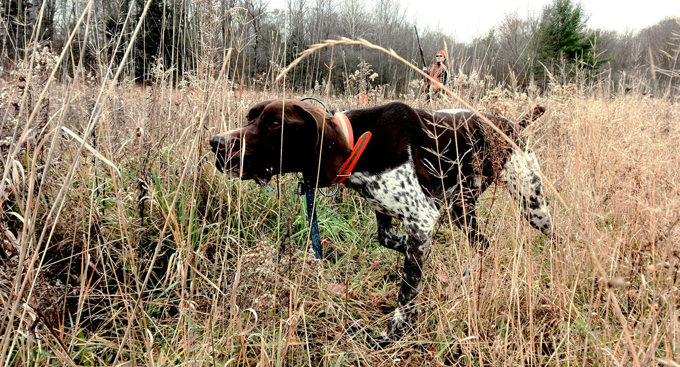 Does a Bad Bird Dog Deserve a Second Chance?