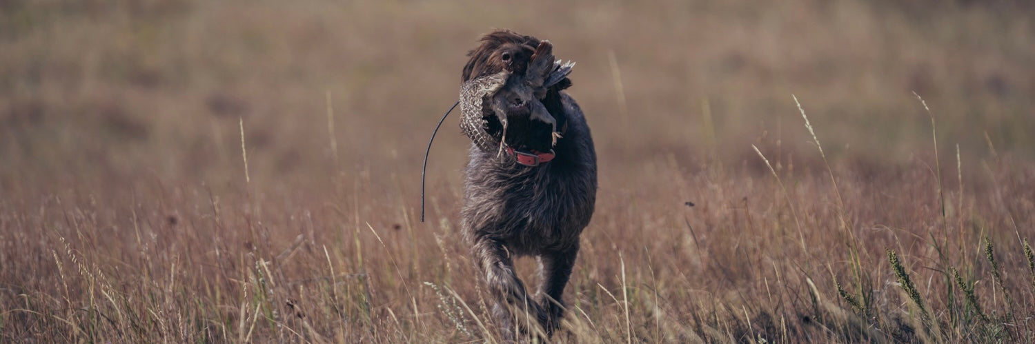 bird dog with wild bird