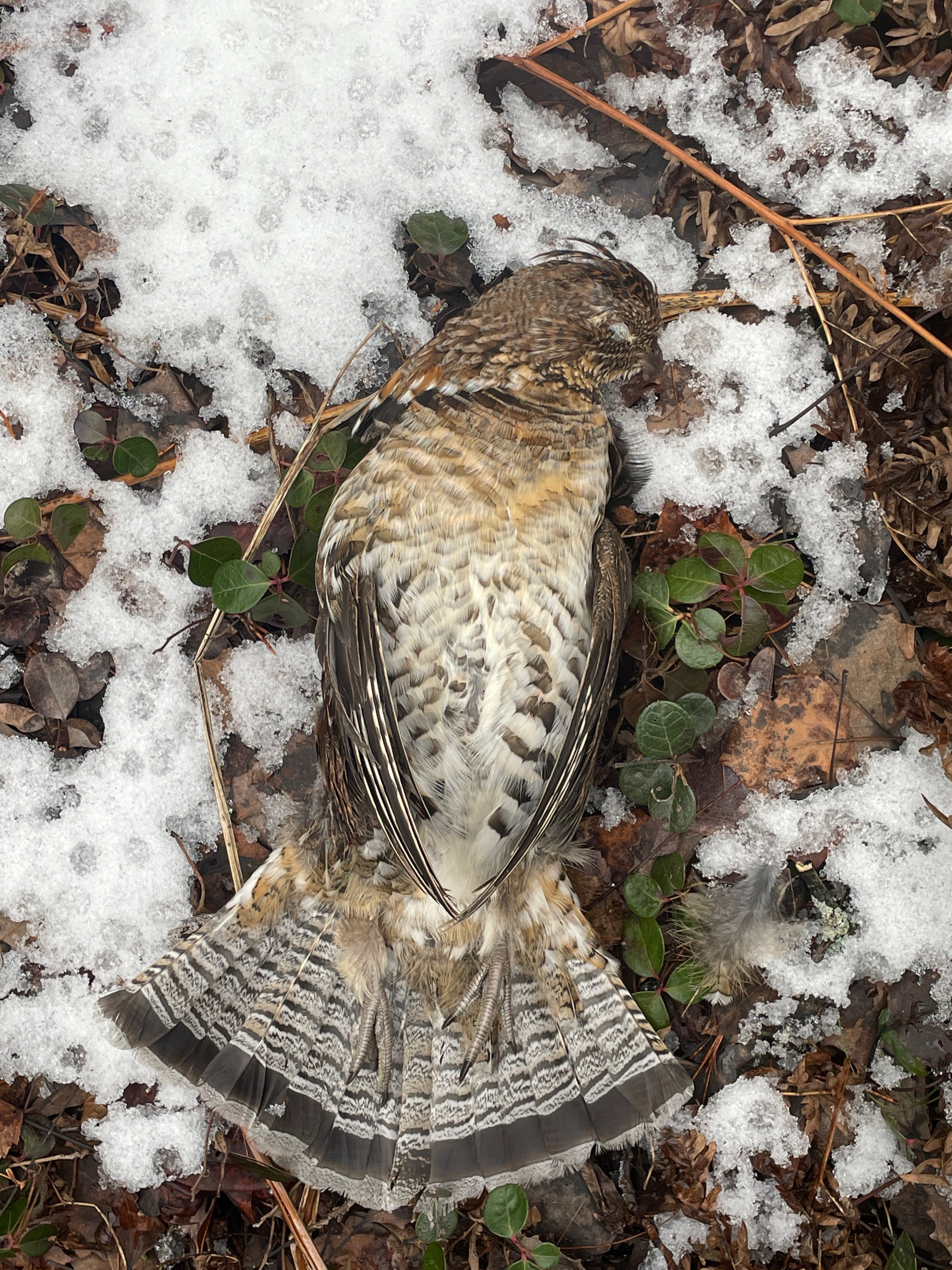 Ruffed Grouse in winter snow
