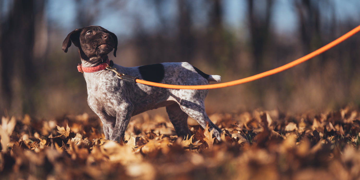puppy on a leash with a trainer