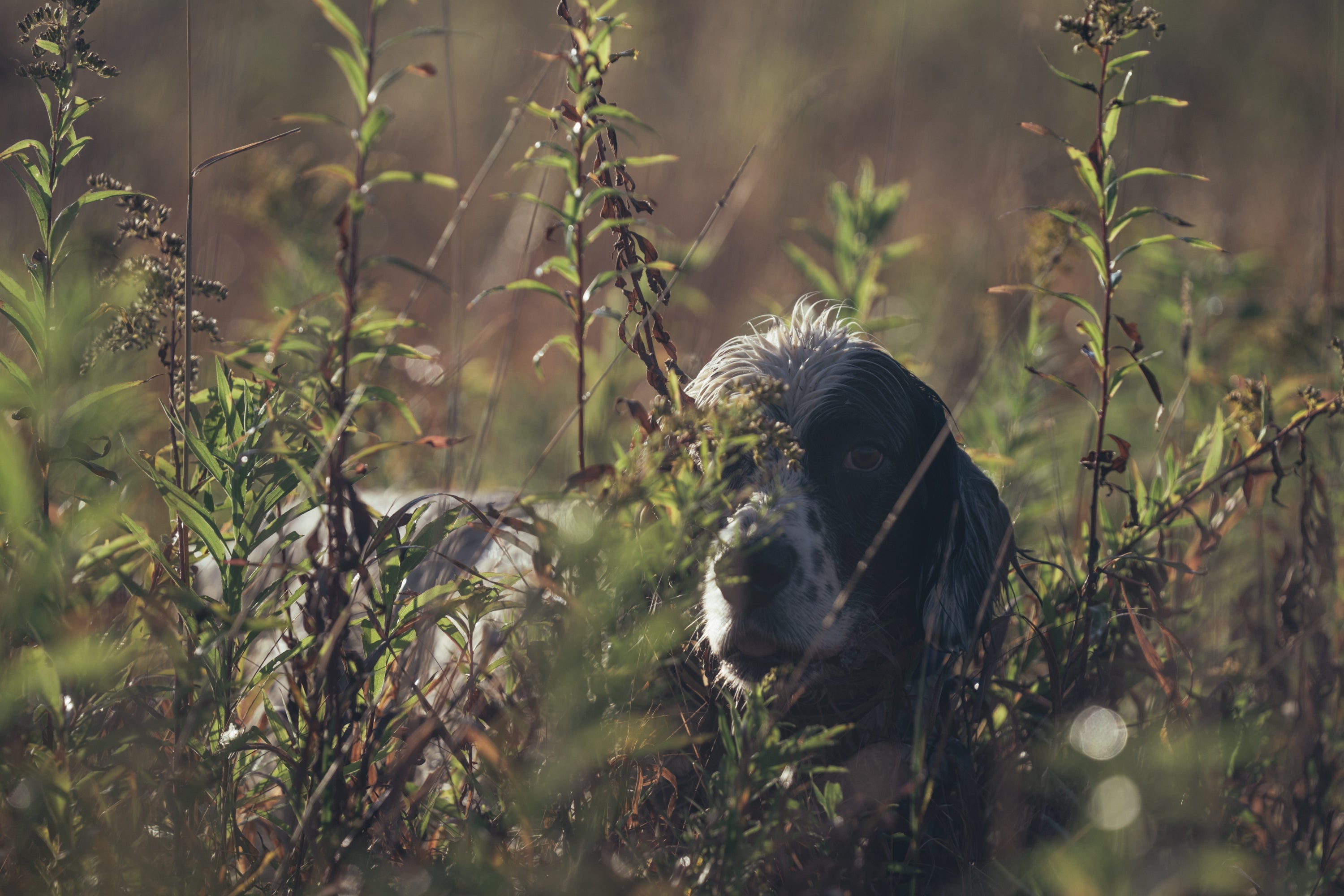 Should You Take Your Dog To A Preserve?